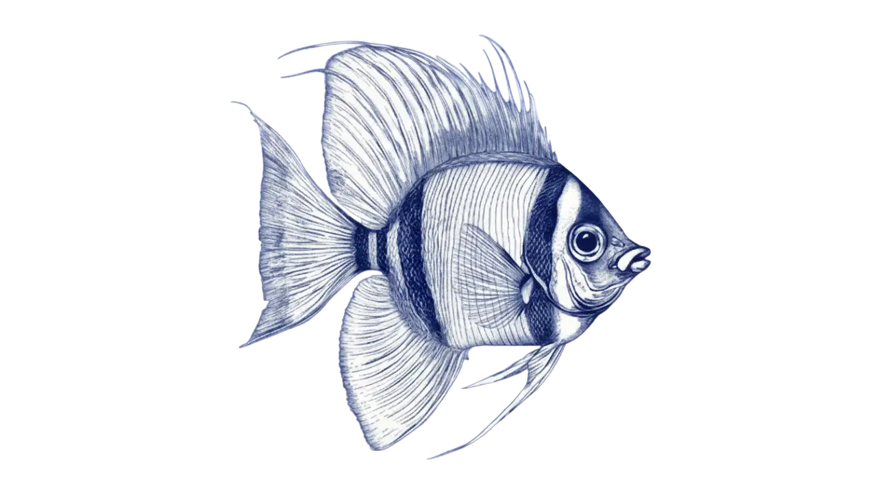Swimming fish illustration